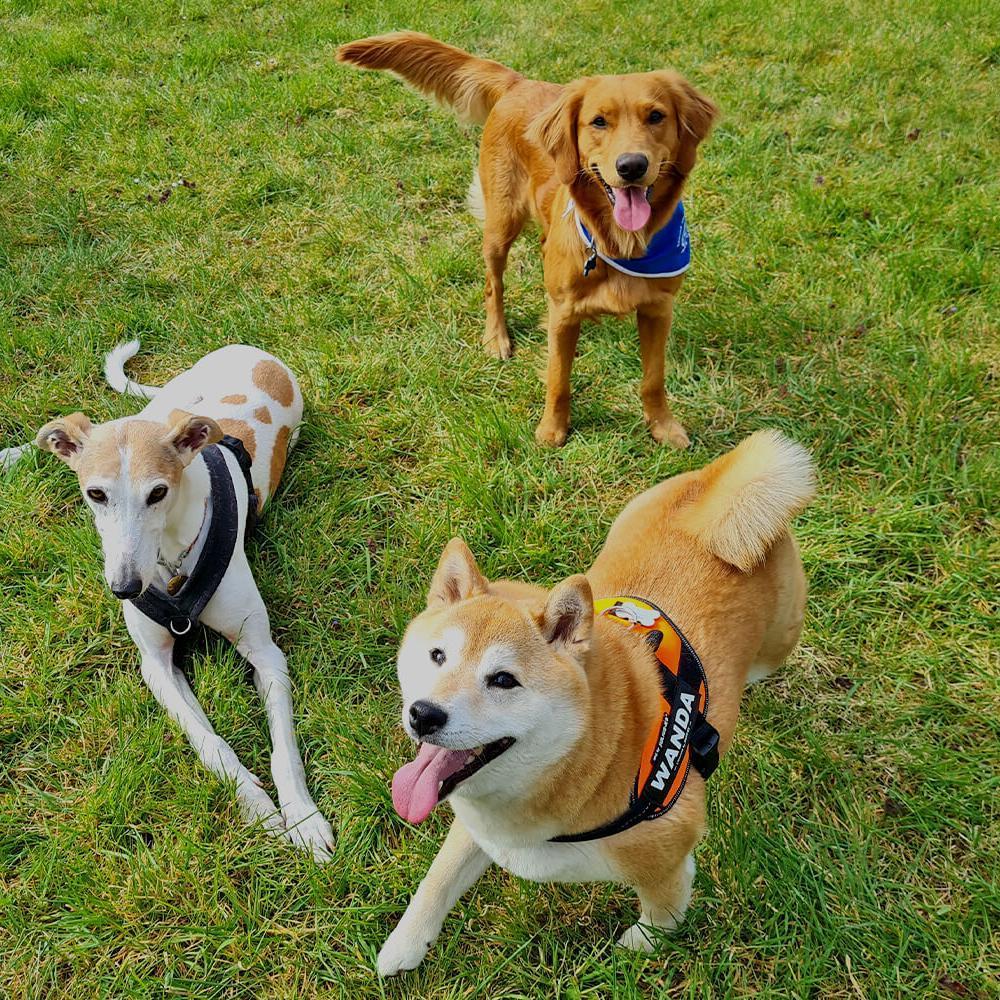 Three dogs looking happy on grass