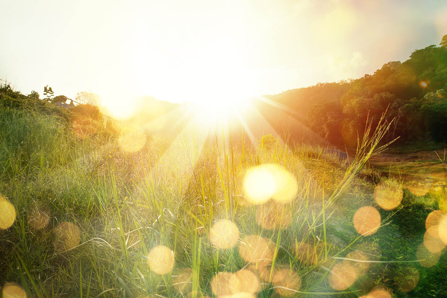 The sun rising over a field of grass with flecks of gold light in the foreground