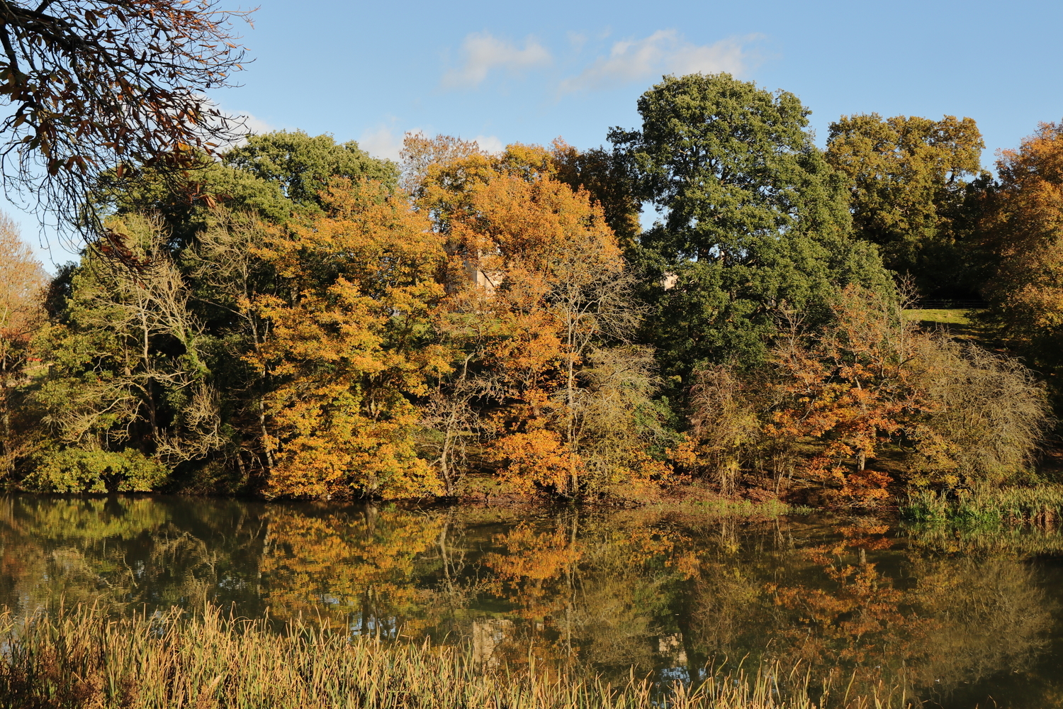 Autumn trees over Newton Park lake. Lots of browns and golds