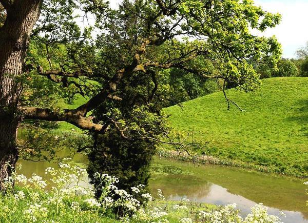 Lake in green hills with tree overhanging