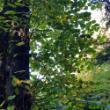 A tall tree with many green leaves