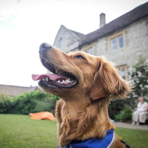 A dog looking up at the sky