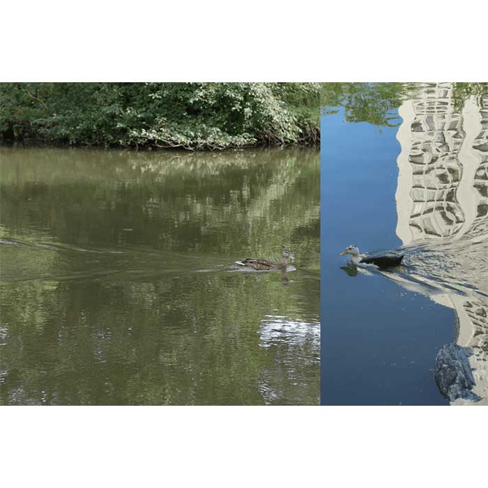 A photoshopped edit of two birds swimming in a lake