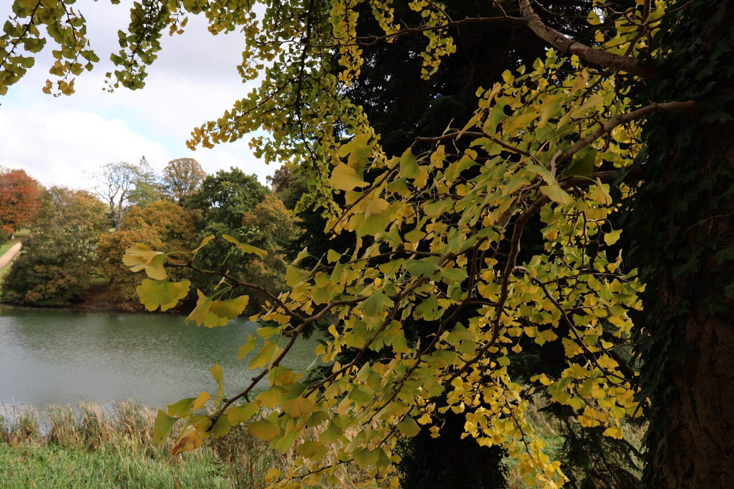 Close up of yellow leaves on a tree