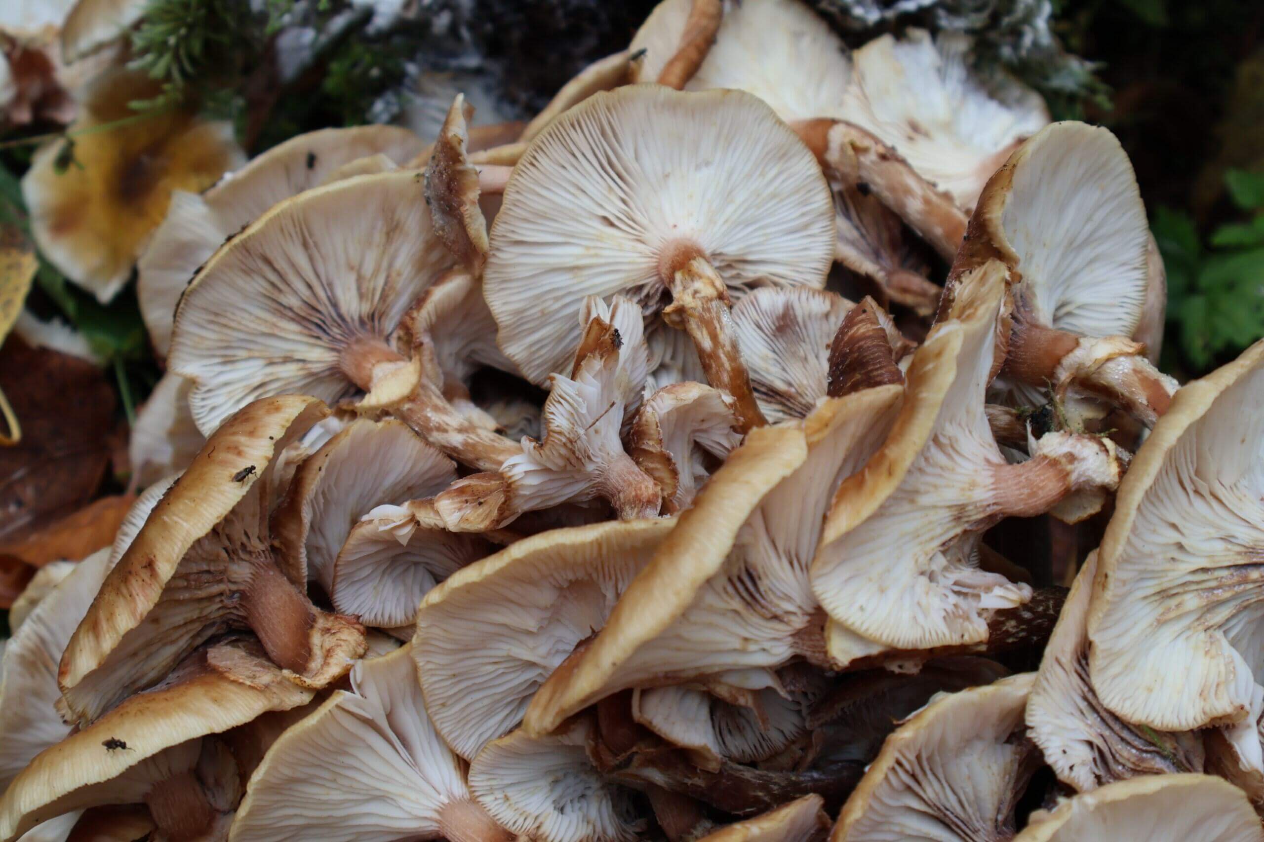 Close up of mushrooms growing on a tree