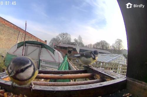 A blue tit looks into the camera from its bird feeder