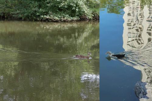 A composite image of a duck swimming in the lake at BSU and a duck swimming in the other direction in a lake in America
