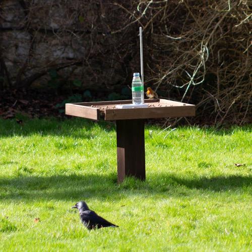 Several rooks and jackdaws surround a puzzle comprising a wooden platform with a bottle of water and small stones on it