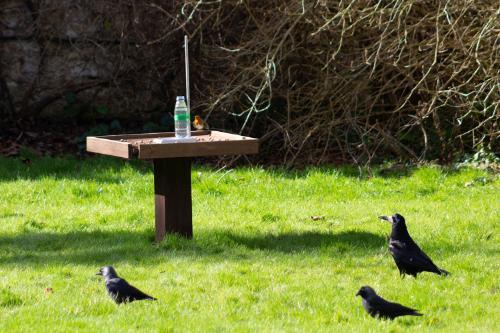 Several rooks and jackdaws surround a puzzle comprising a wooden platform with a bottle of water and small stones on it