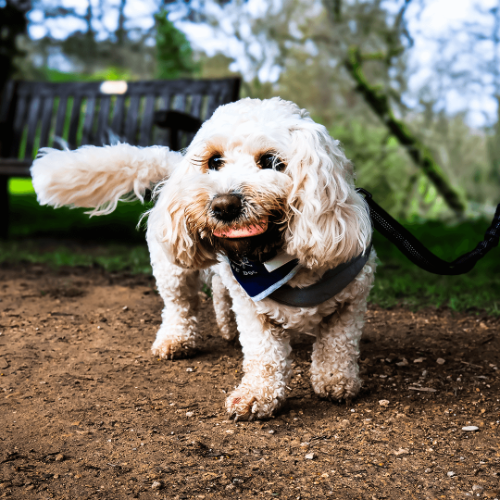 A white cavapoo with an toy egg in its mouth