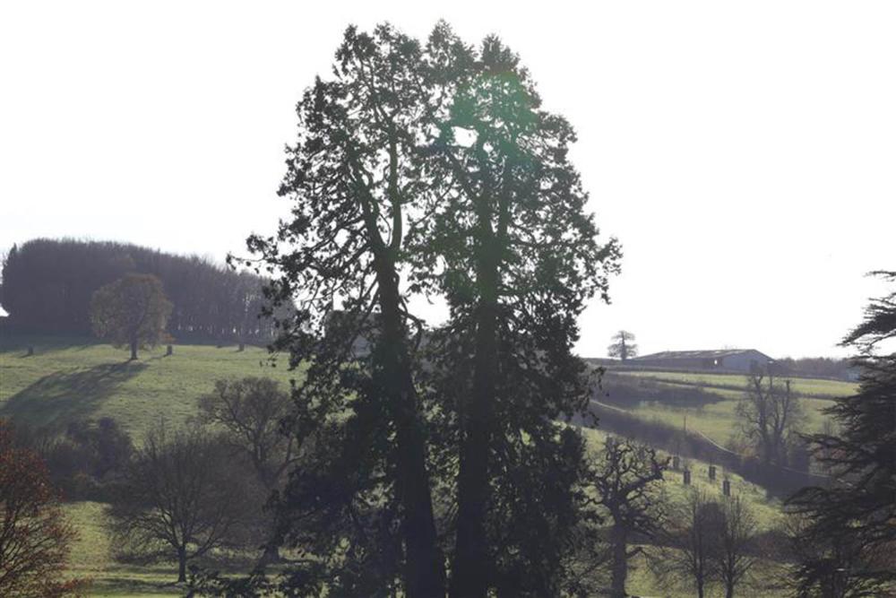 A giant redwood tree that has split into two trees, forming a V shape