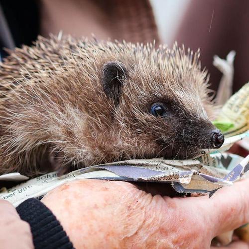 person's hands supporting a hedgehog on newspaper.