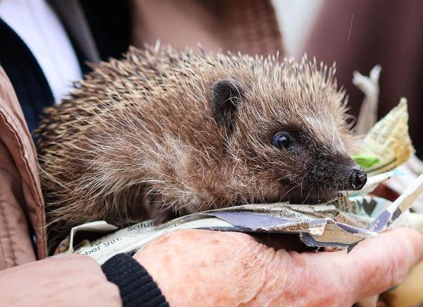 person's hands supporting a hedgehog on newspaper.