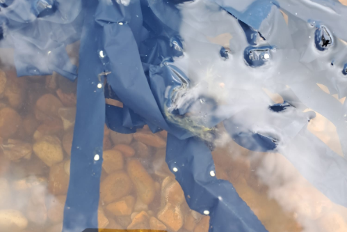 Small white newt eggs on black plastic strips in a pond