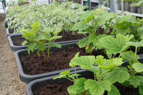 Green leafy plants growing in a trough