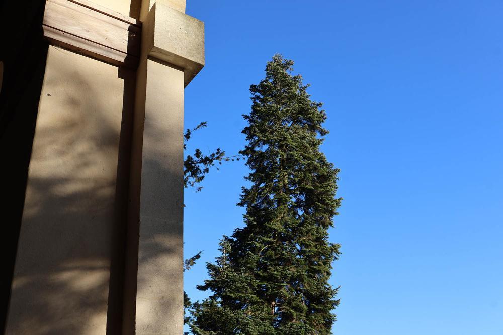 A tall evergreen tree grows near the temple by the lake