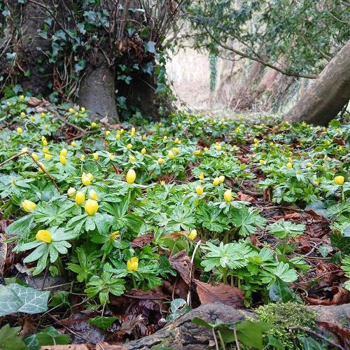 Small yellow flowers growing near some trees