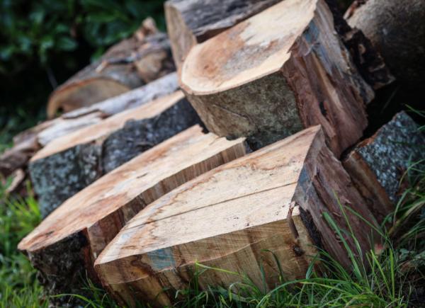 Piece of logged wood at Bath Spa University's Newton Park campus