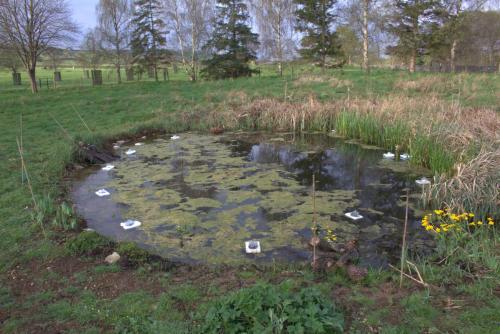 Floating newt traps placed in a circle around the pond
