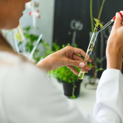 Person in white coat pipettes liquid into a glass test tube with plant in it. In the background, plants rest on a white table top, some in beakers and some in plant pots. A chalk board lines the wall with chemical symbols. 