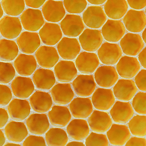 A close up shot of honeycomb, hexagon shaped holes side by side