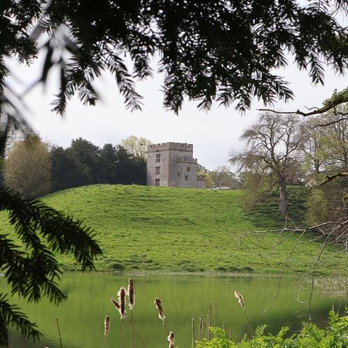 A castle sat atop a hill, shown through cracks in a tree