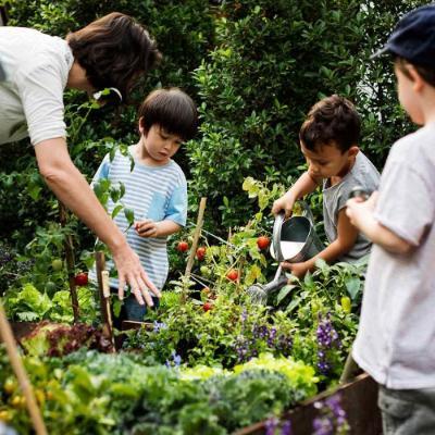 Group of primary school age children watering plants in an allotment under teacher supervision