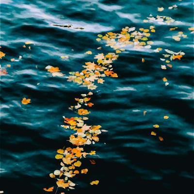 Autumn leaves float on rippling waves
