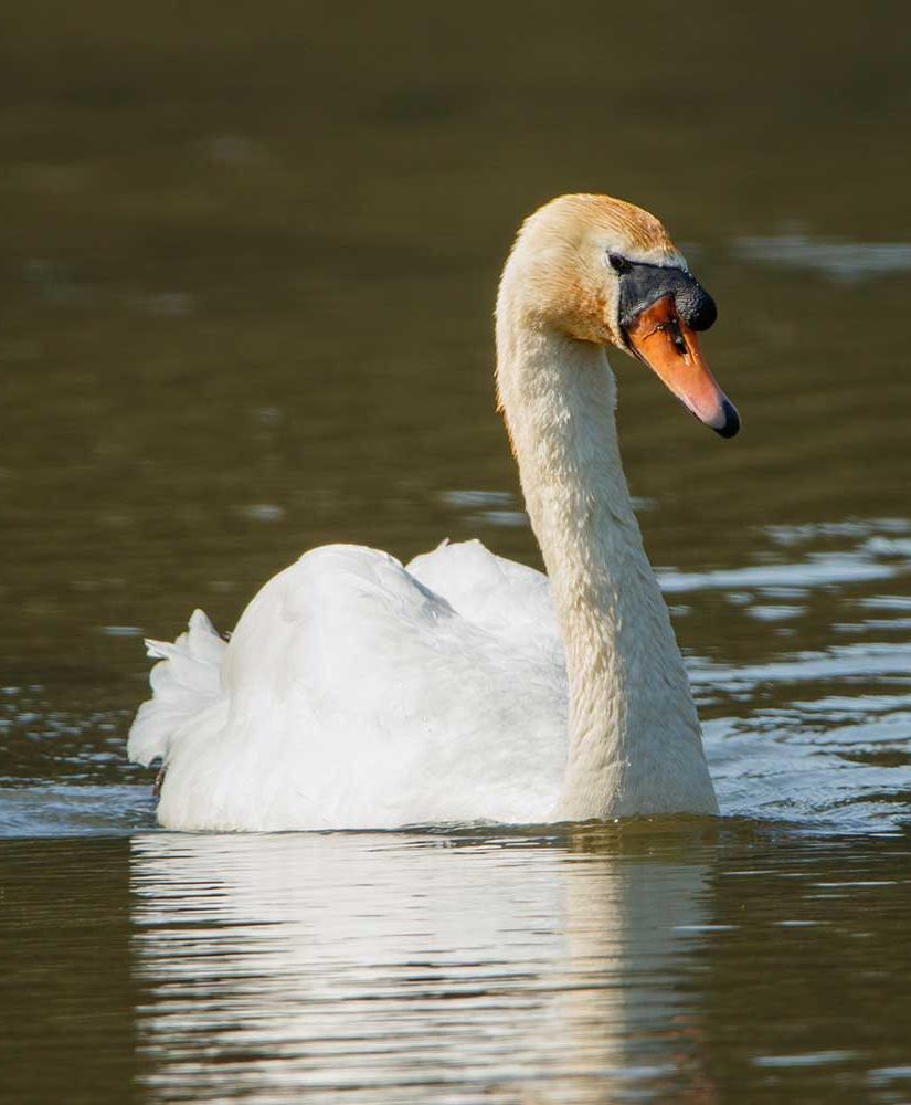 A swan on the lake at Newton Park