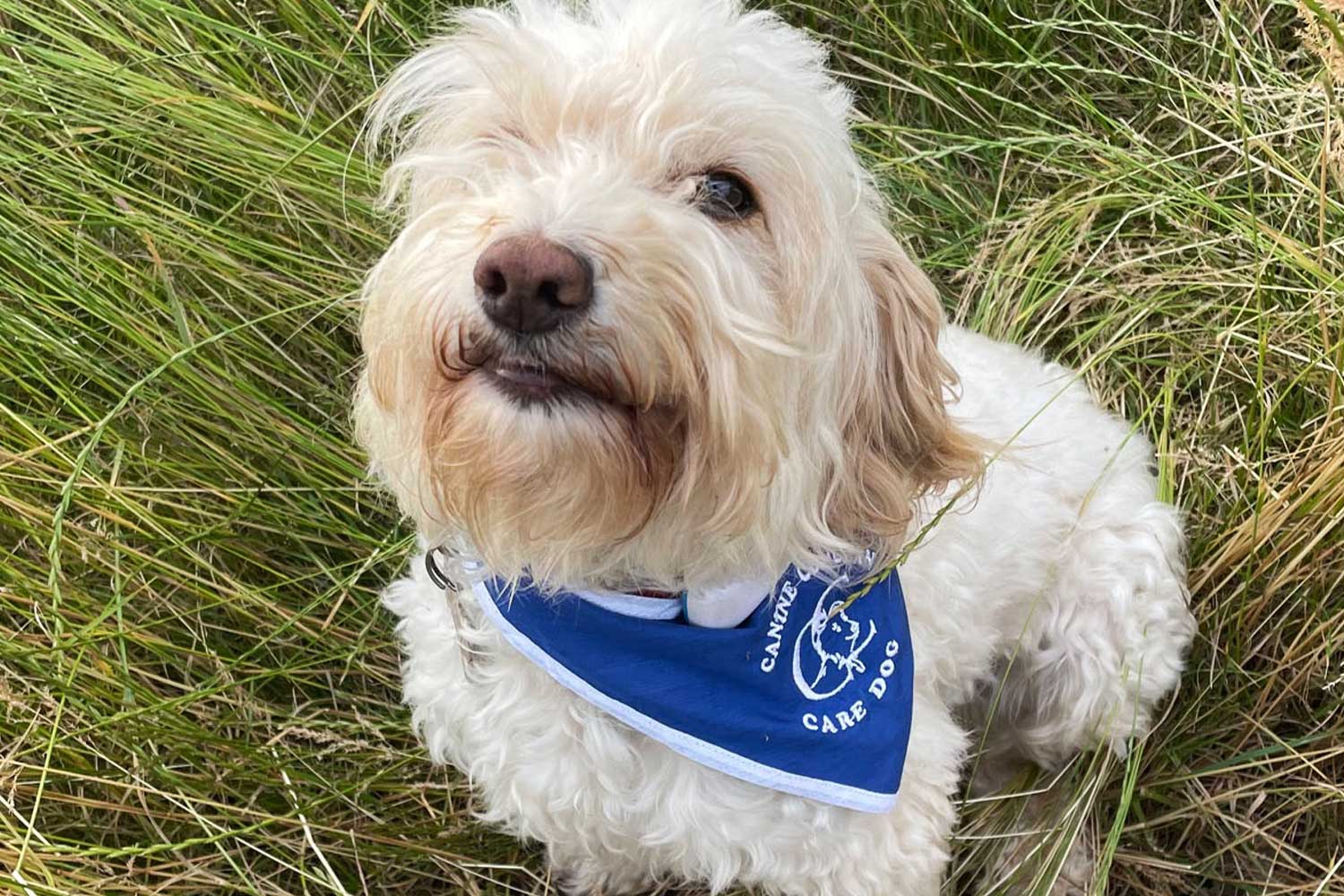 A cream-coloured fluffy dog wearing a blue Canine Concern bandana