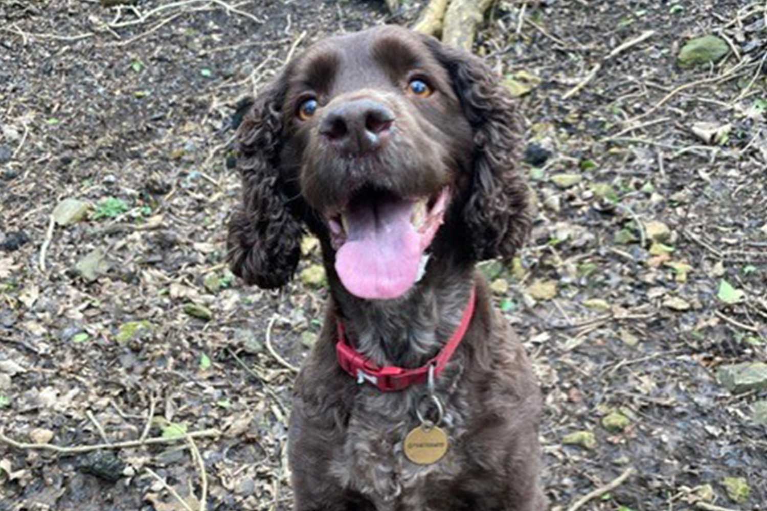 A brown spaniel with a red collar looks at the camera