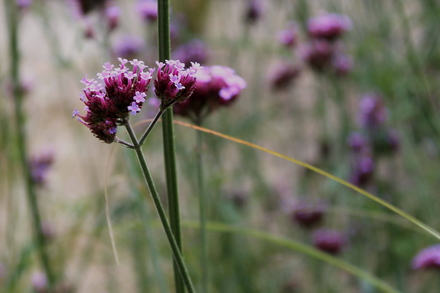 Purple flowers on a green background