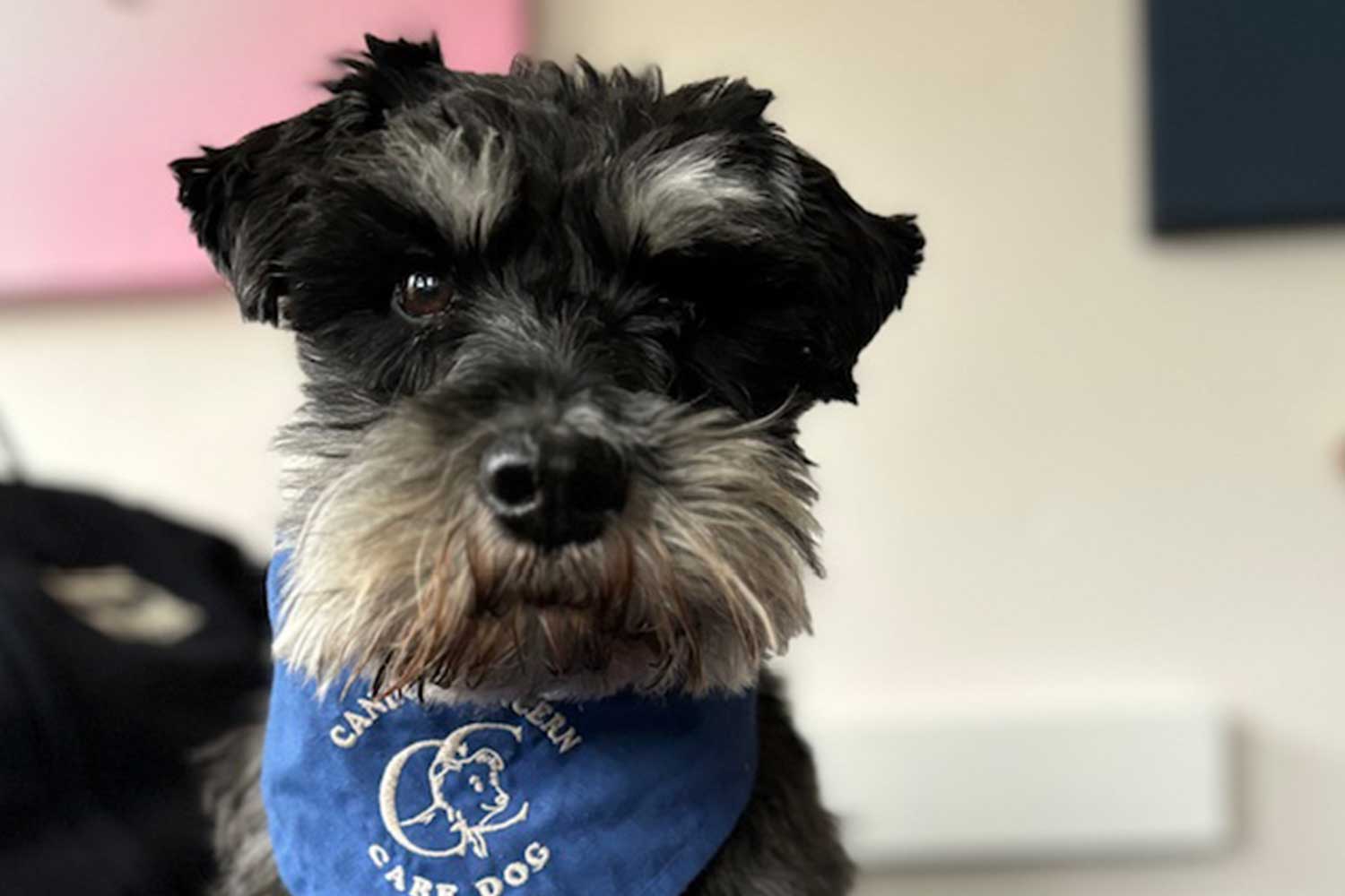 A Miniature Schnauzer wears a blue Canine Concern bandana